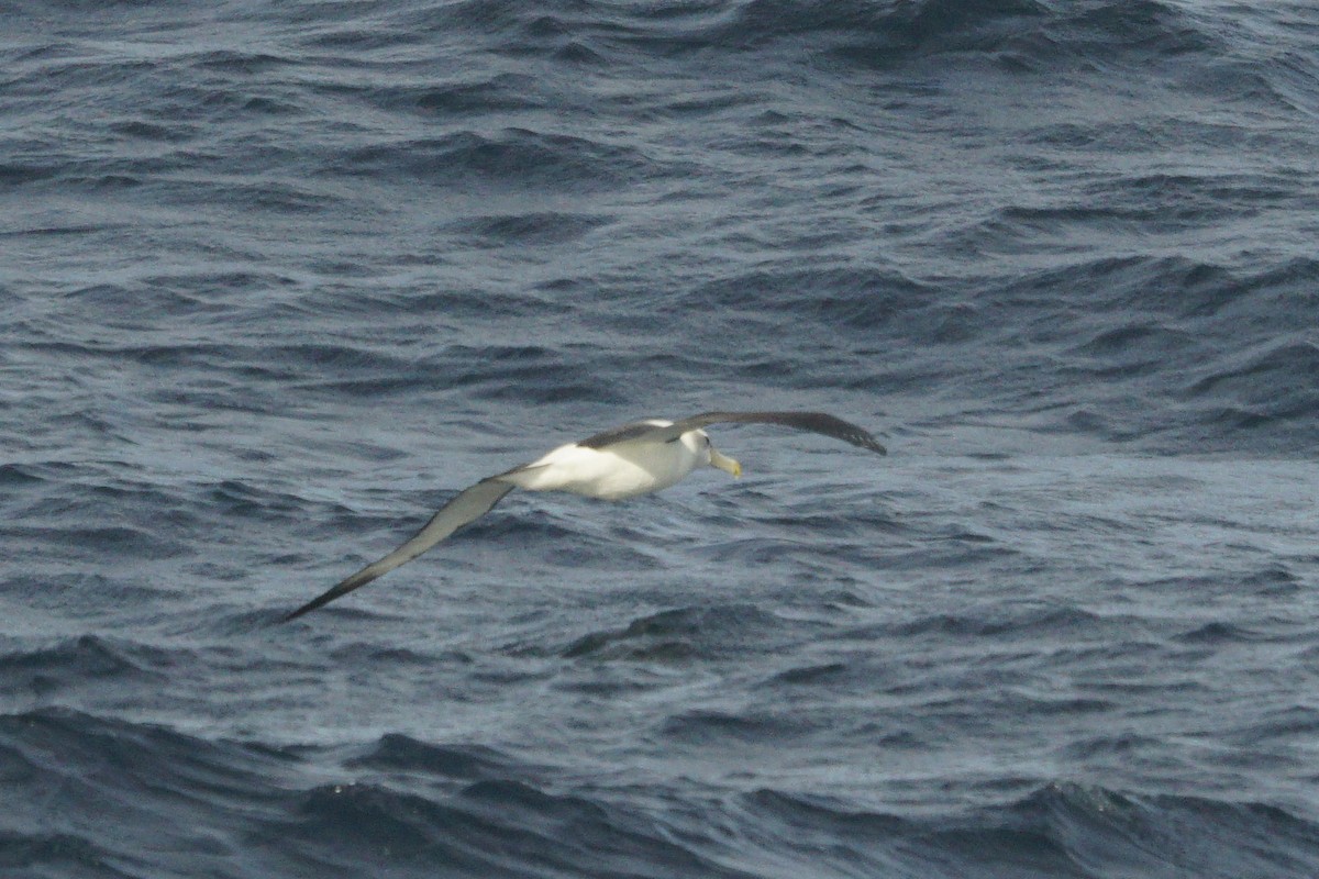 White-capped Albatross - ML619124520