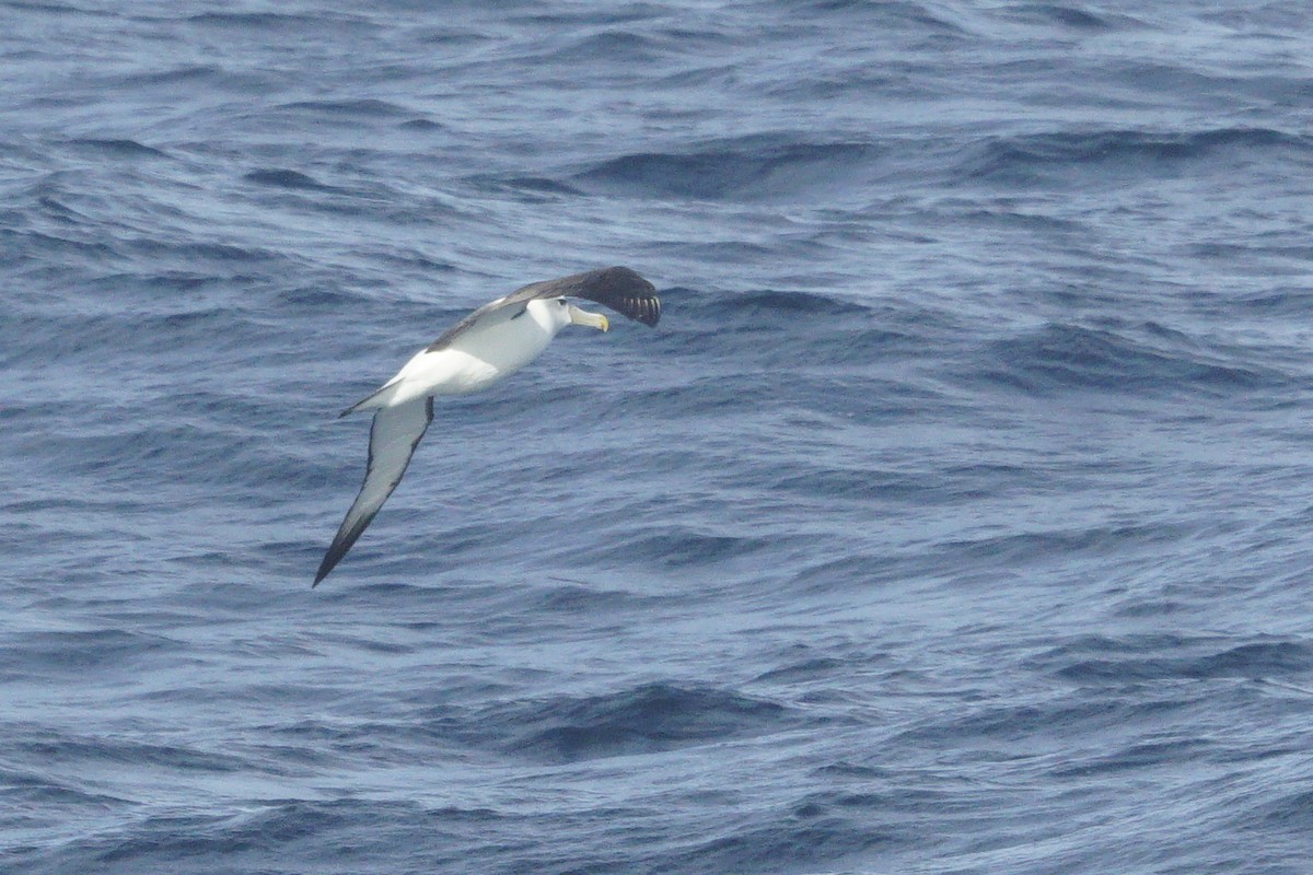 White-capped Albatross - ML619124521
