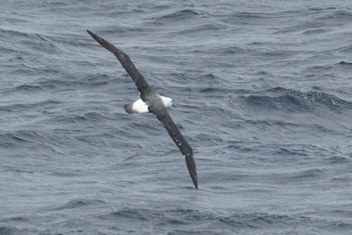 White-capped Albatross - ML619124522