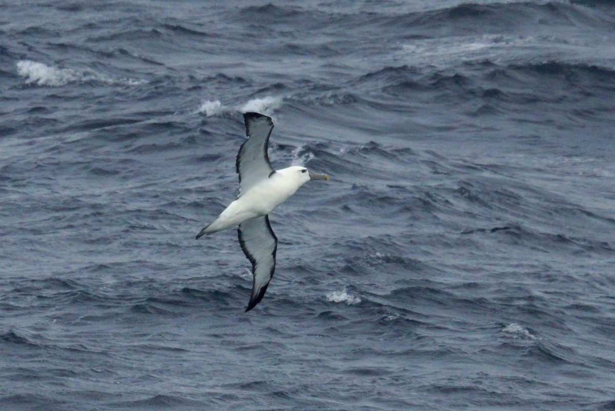 White-capped Albatross - ML619124524