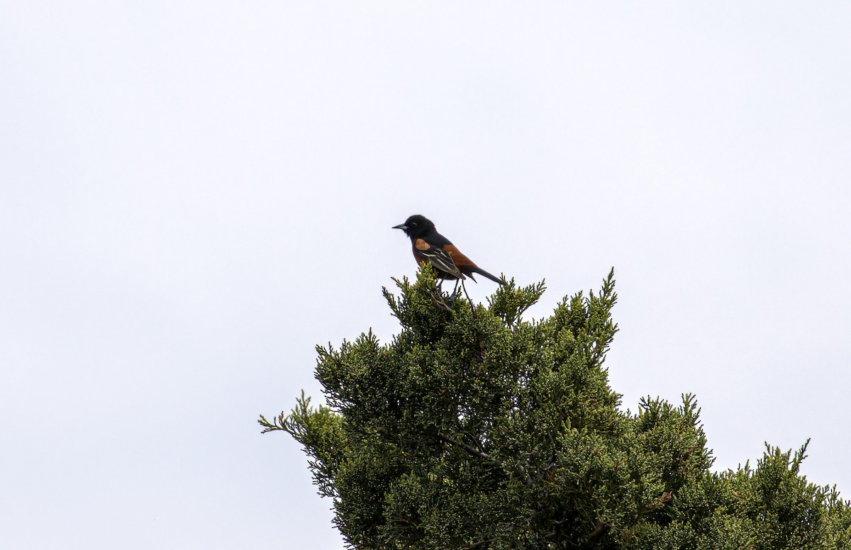 Orchard Oriole - ML619124560
