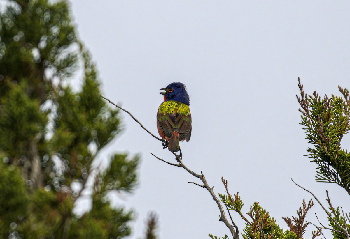 Painted Bunting - ML619124575