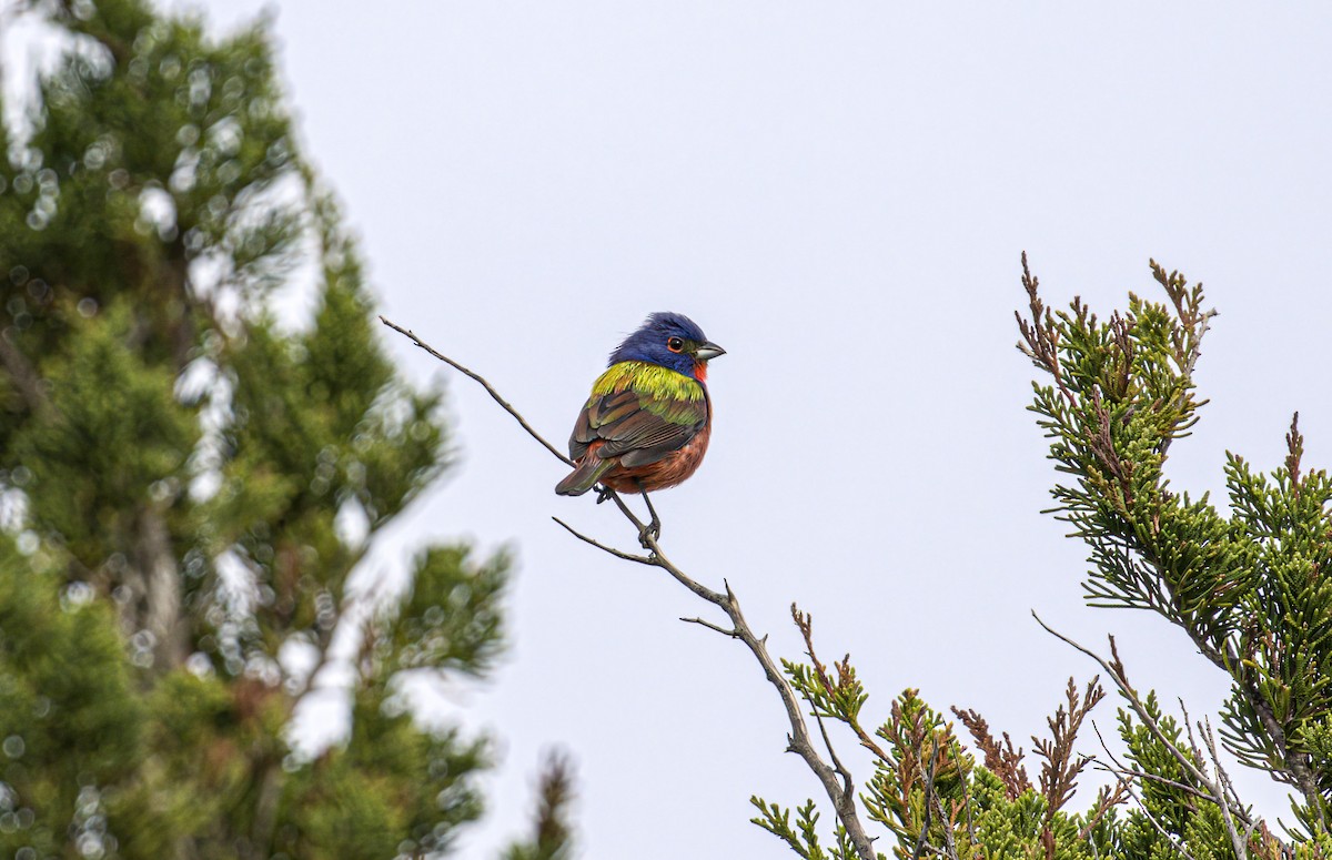 Painted Bunting - ML619124576