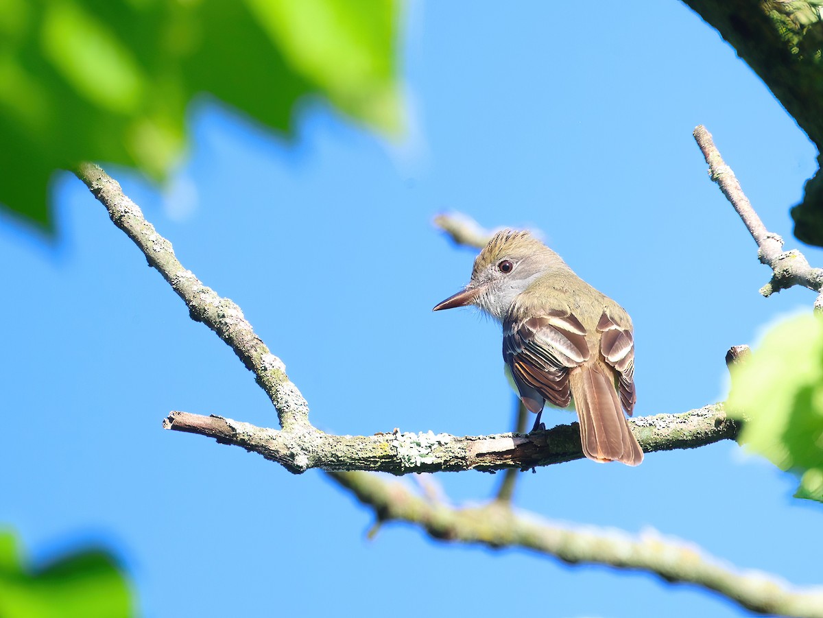 Great Crested Flycatcher - ML619124630