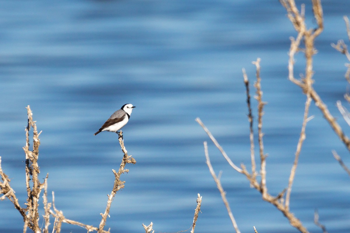 White-fronted Chat - ML619124642