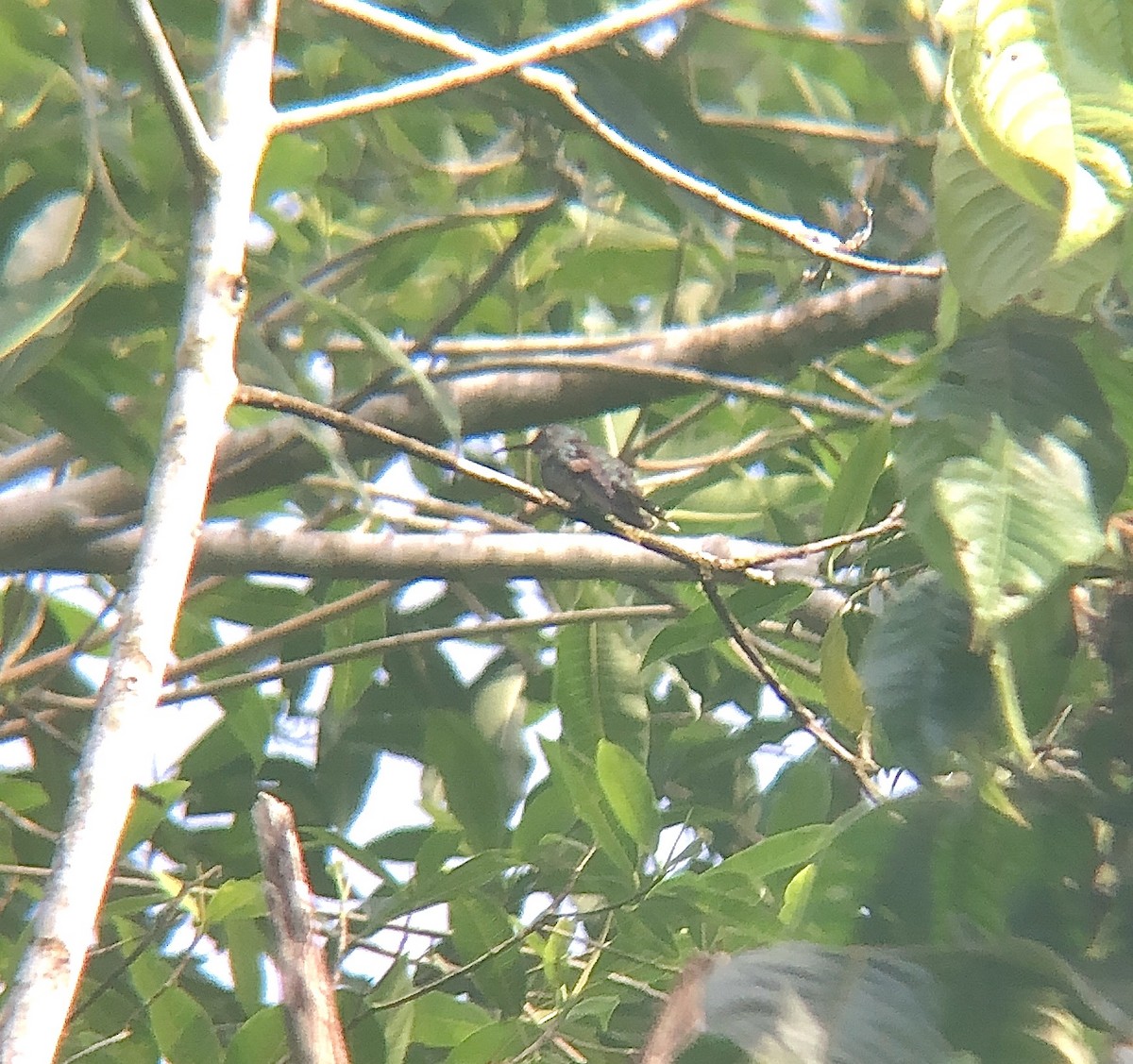 Stripe-tailed Hummingbird - ML619124651