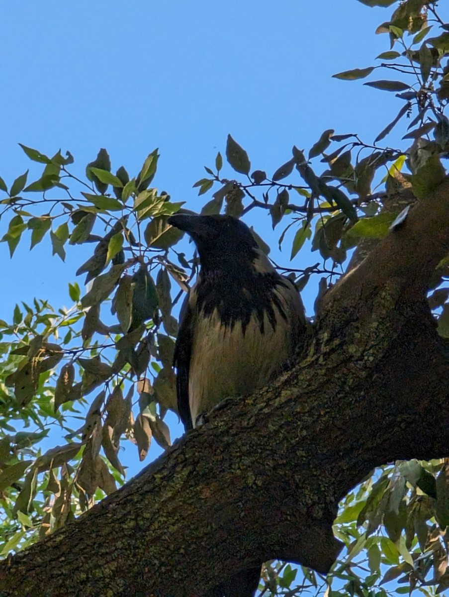 Hooded Crow - ML619124682