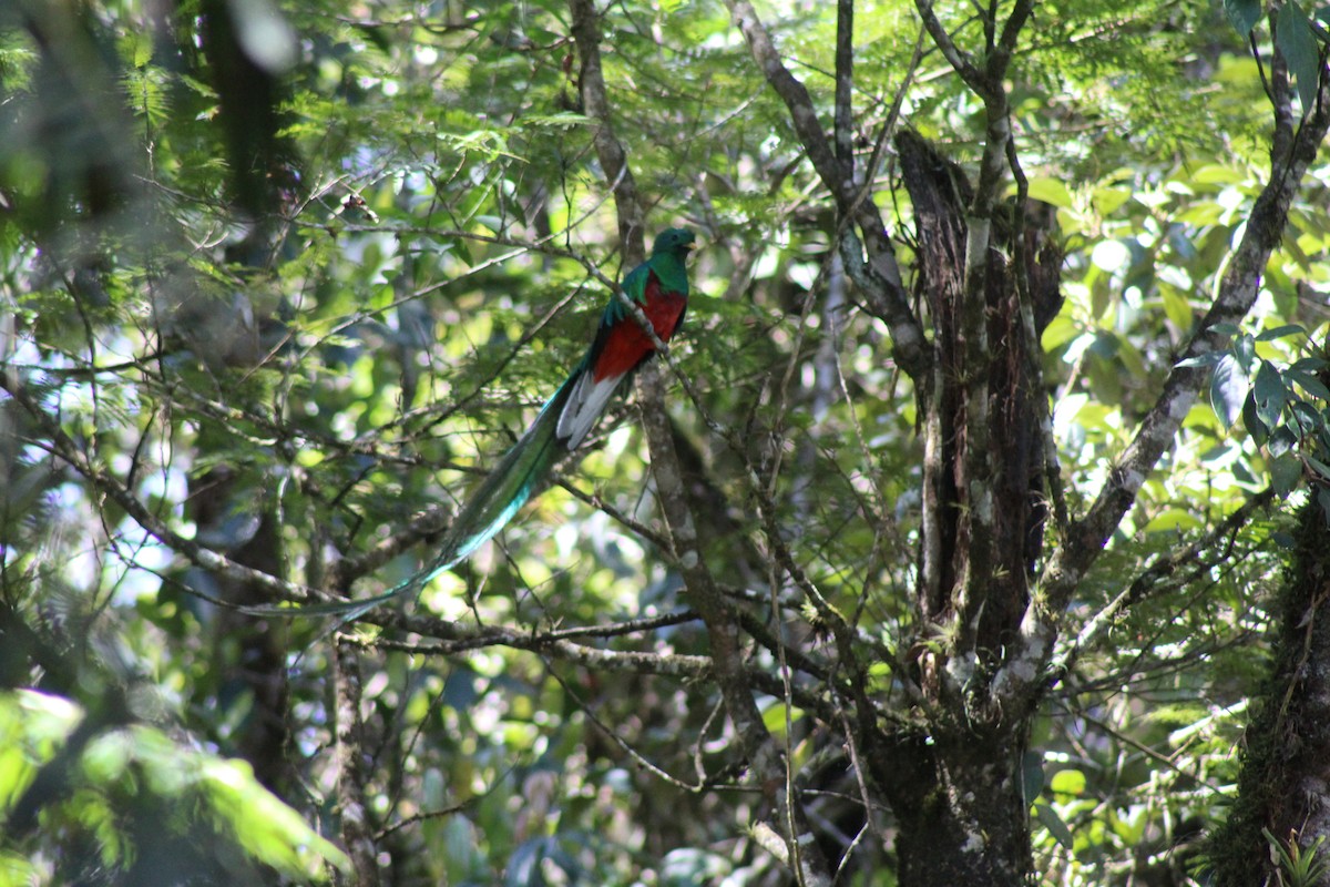 Quetzal Guatemalteco - ML619124691