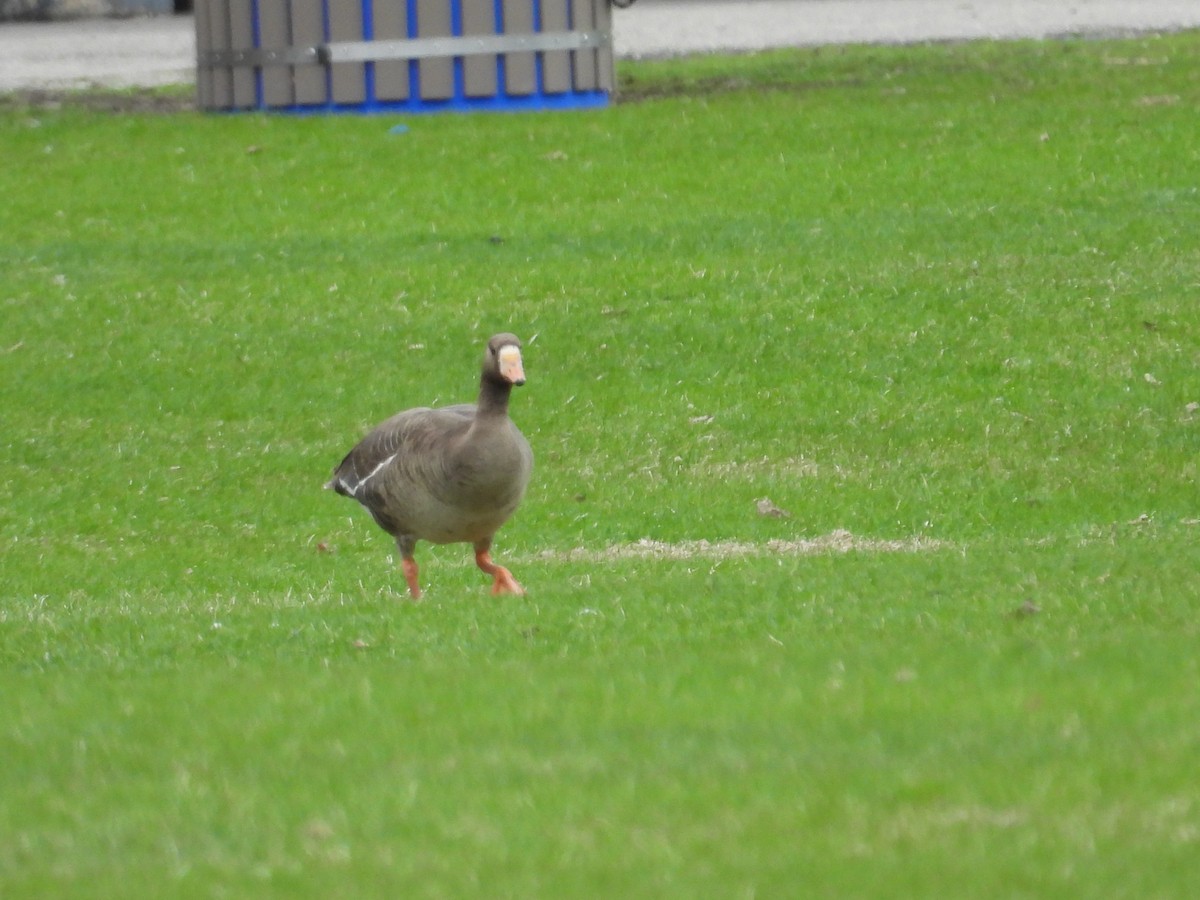 Greater White-fronted Goose - ML619124694