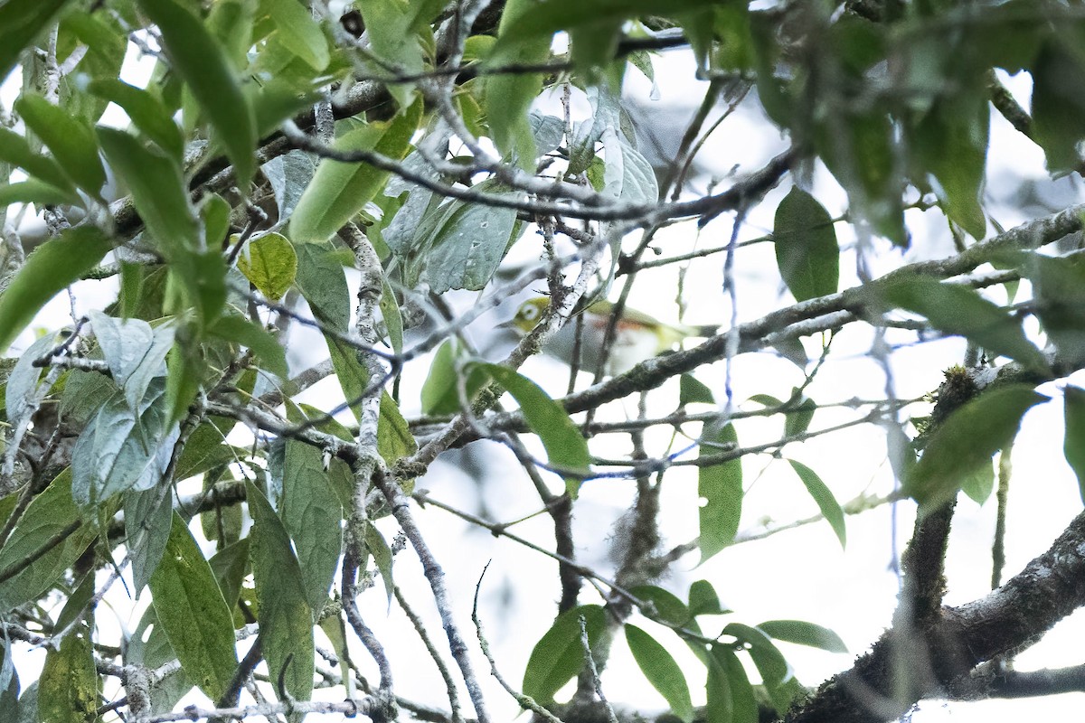 Rostflanken-Brillenvogel - ML619124718
