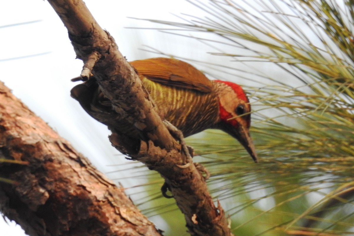 Golden-olive Woodpecker - ML619124733