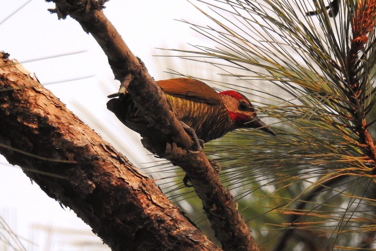 Golden-olive Woodpecker - ML619124734