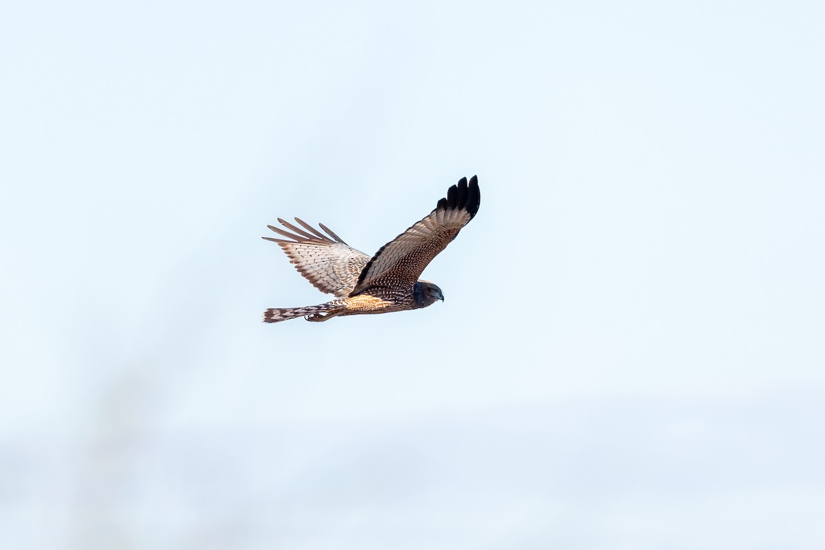 Spotted Harrier - ML619124753
