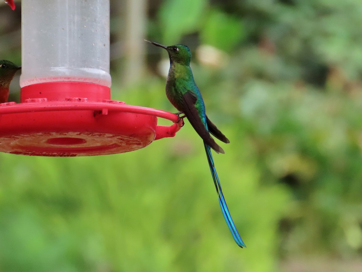 Long-tailed Sylph - ML619124755