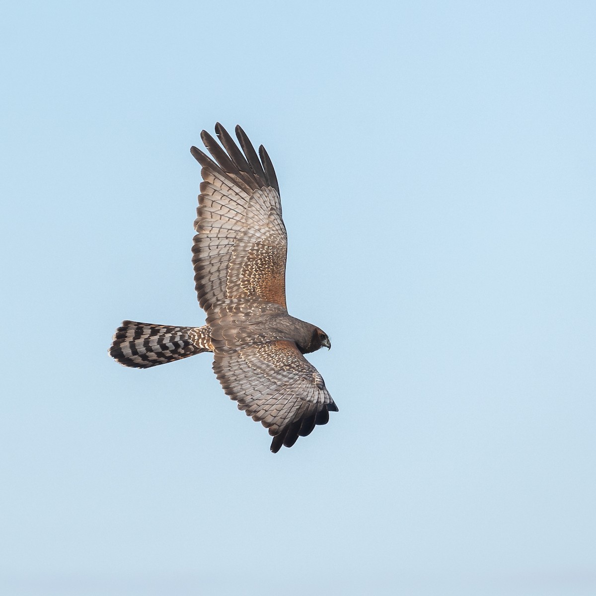 Spotted Harrier - ML619124756