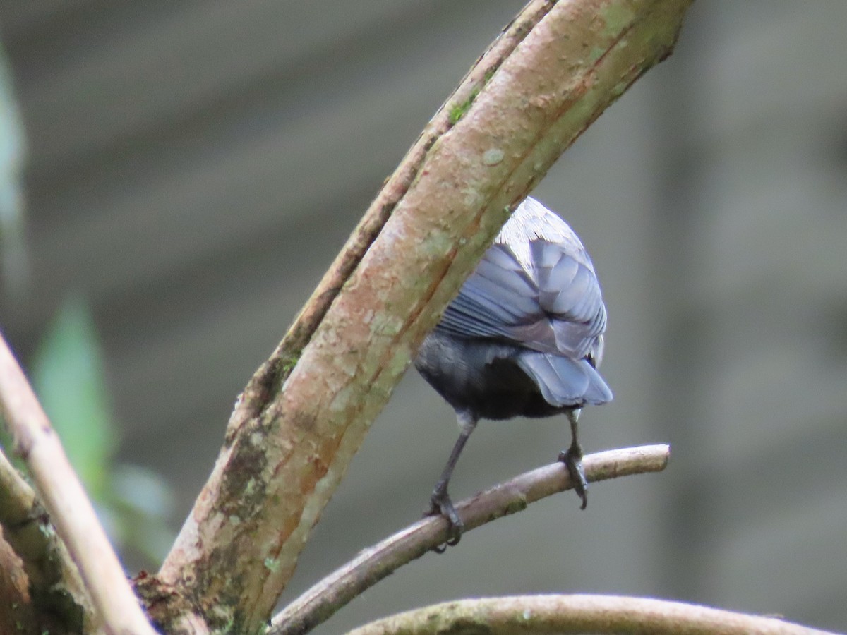 Silvery Tanager - ML619124760