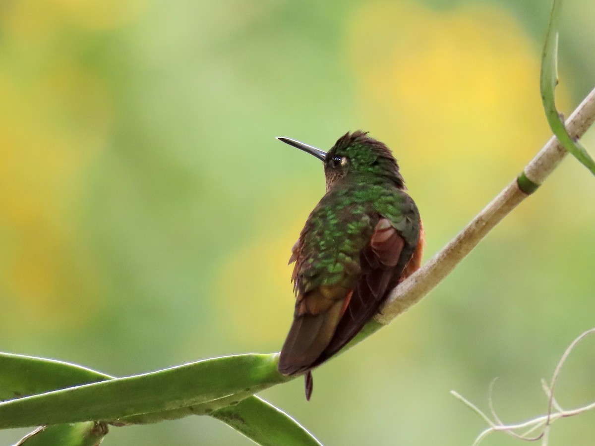 kolibřík peruánský - ML619124762