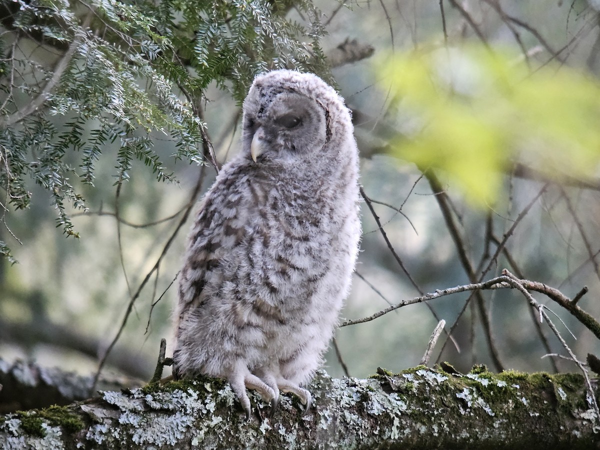 Barred Owl - ML619124764