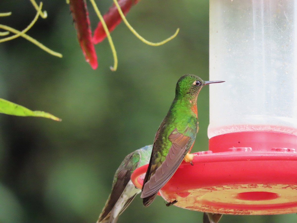 kolibřík peruánský - ML619124768