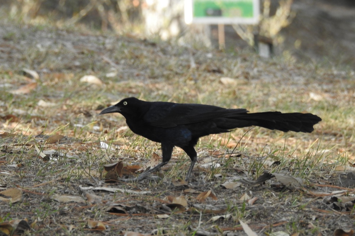 Great-tailed Grackle - ML619124785