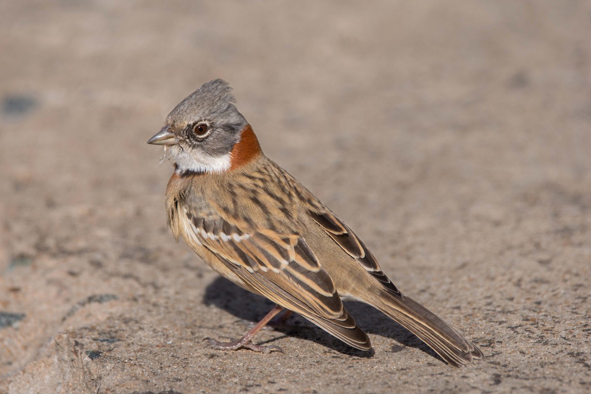 Rufous-collared Sparrow (Patagonian) - ML619124817