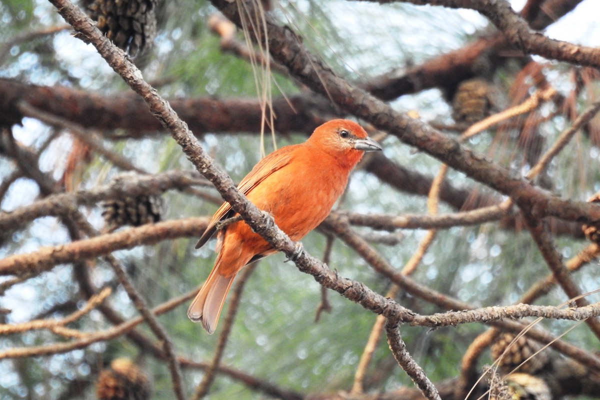 Flame-colored Tanager - ML619124828