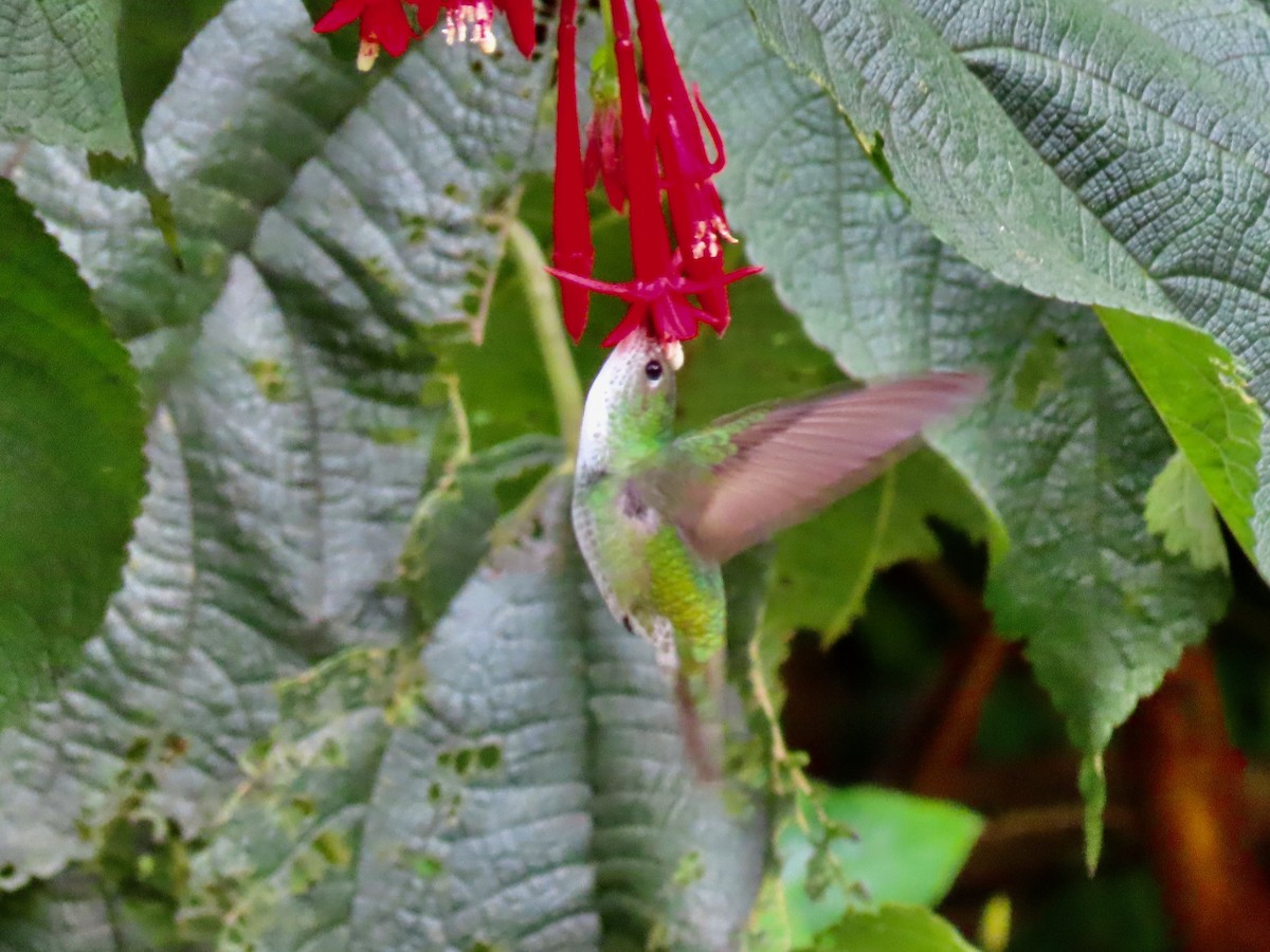 Green-and-white Hummingbird - ML619124846
