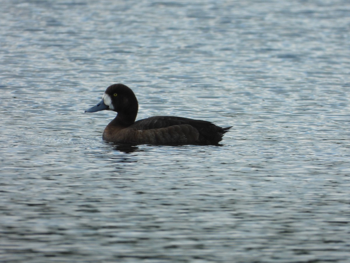 Greater Scaup - ML619124857