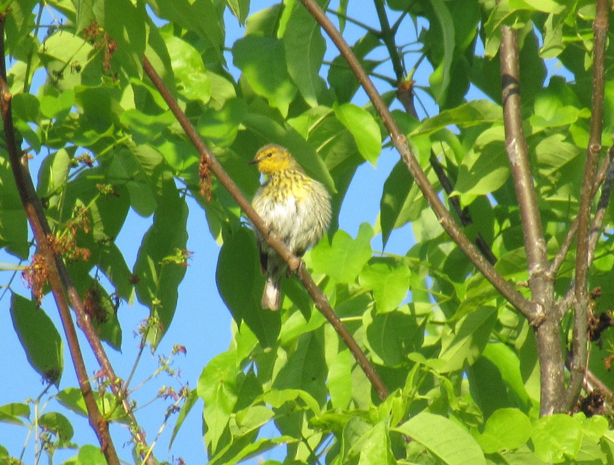 Cape May Warbler - ML619124869
