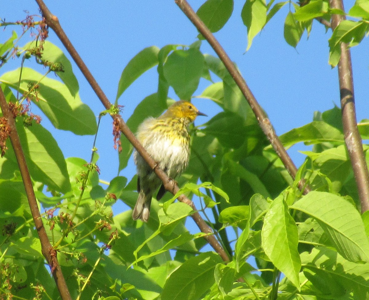 Cape May Warbler - ML619124870