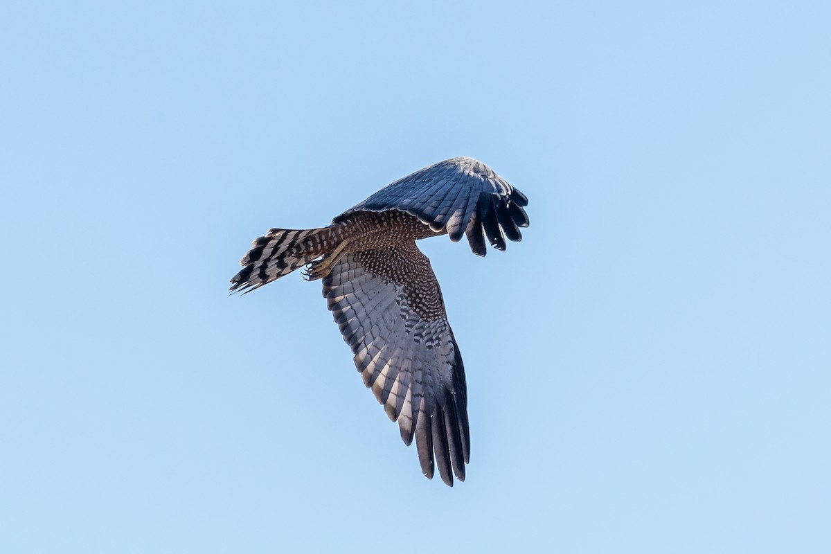 Spotted Harrier - ML619124873