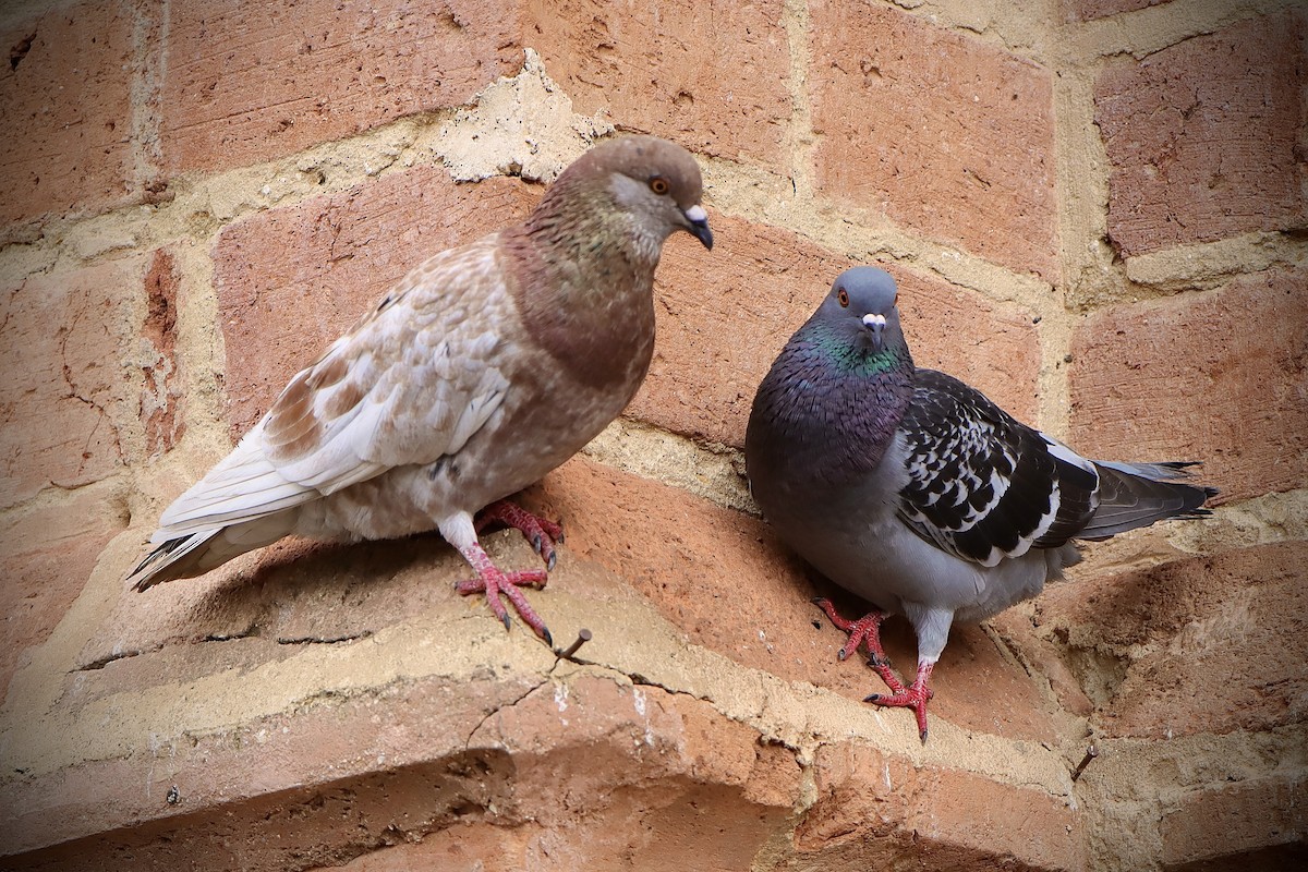 Rock Pigeon (Feral Pigeon) - ML619124951