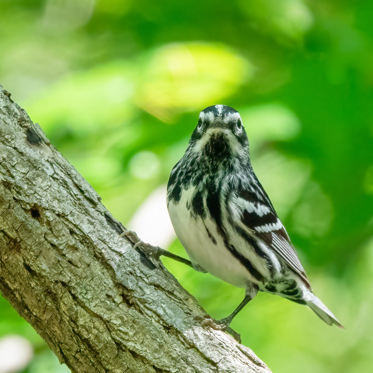 Black-and-white Warbler - ML619124965