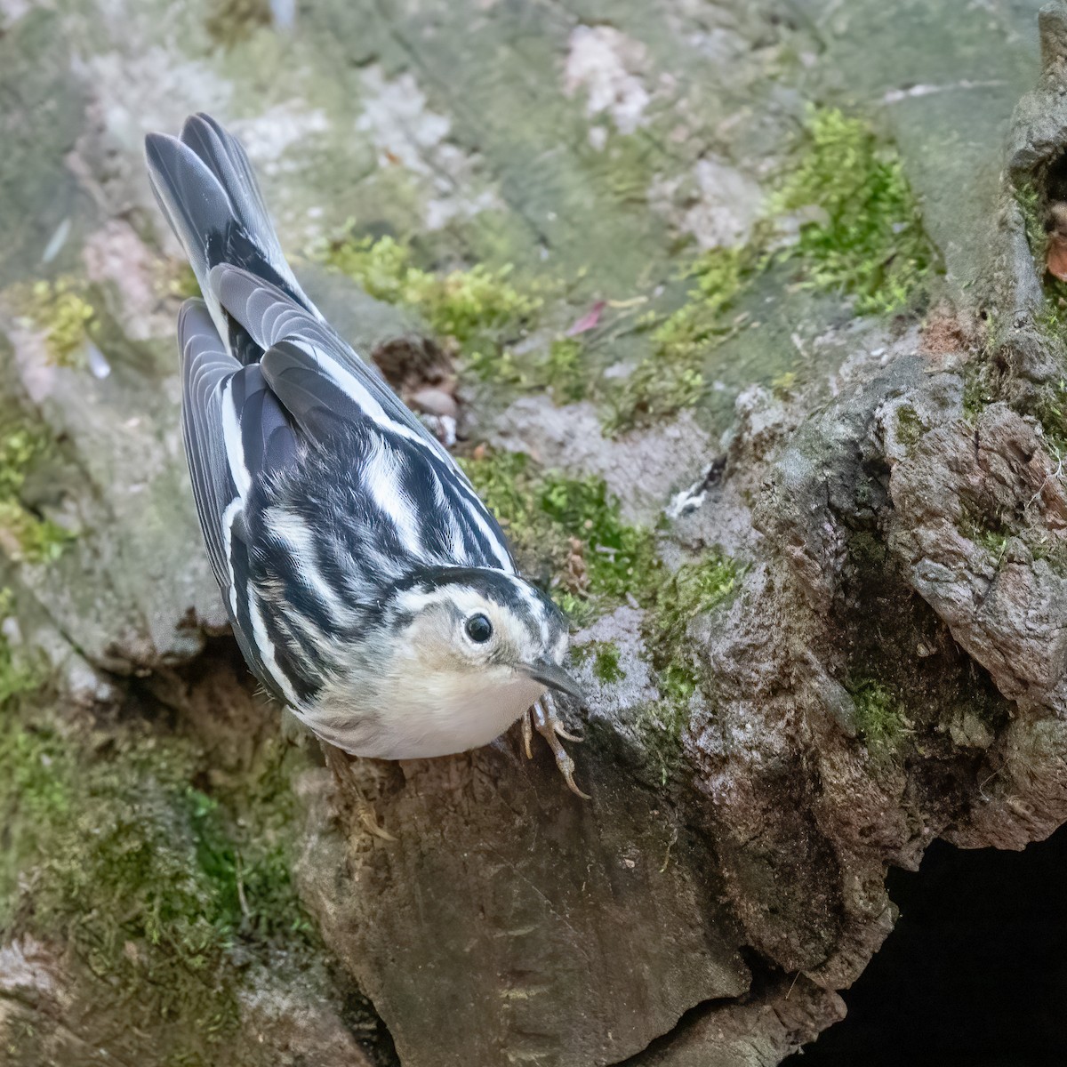 Black-and-white Warbler - ML619124966
