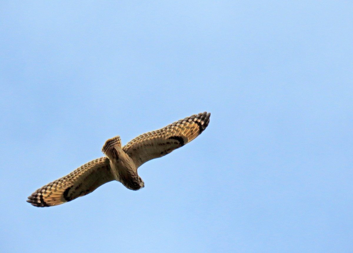 Short-eared Owl - ML619124972
