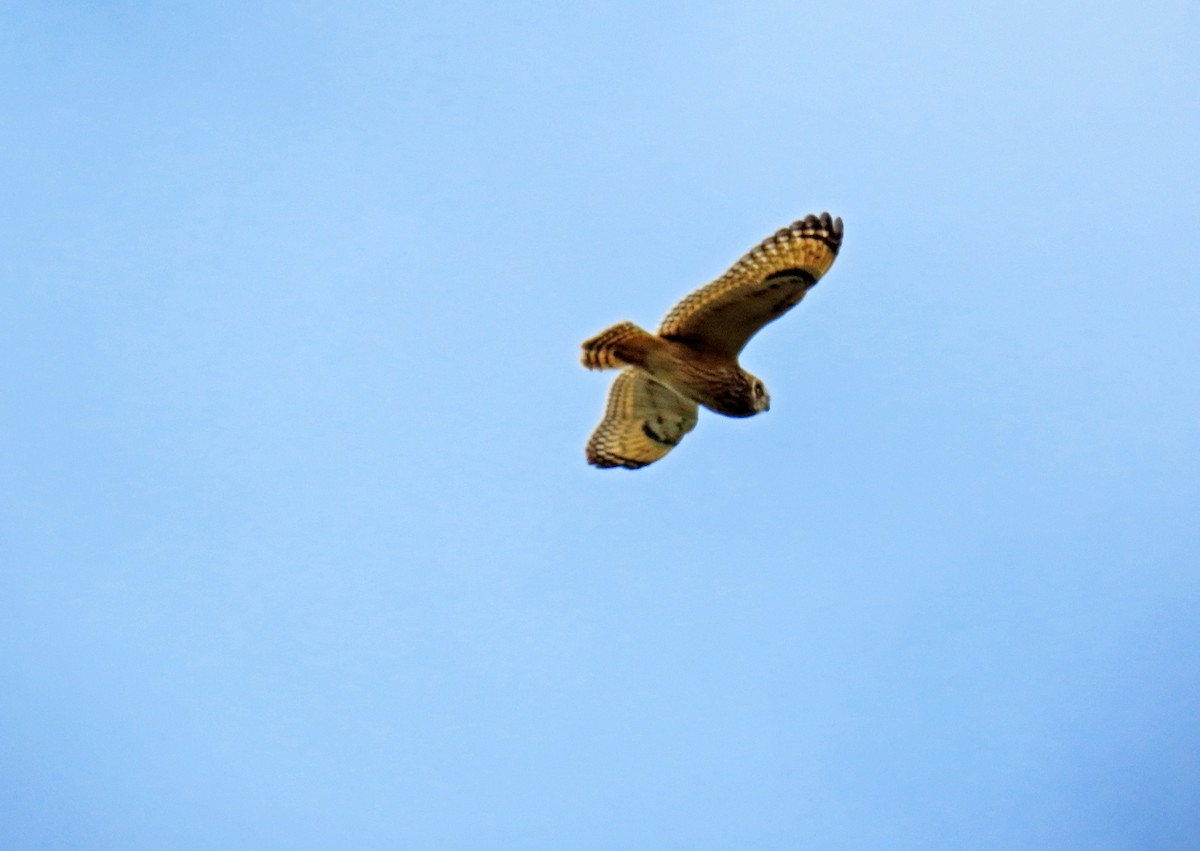 Short-eared Owl - ML619124998