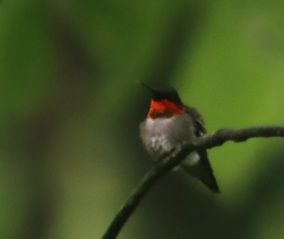 Ruby-throated Hummingbird - ML619125058