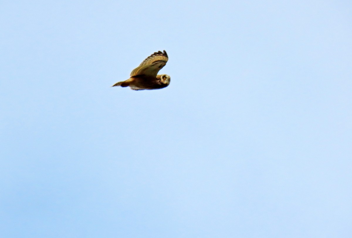 Short-eared Owl - ML619125059