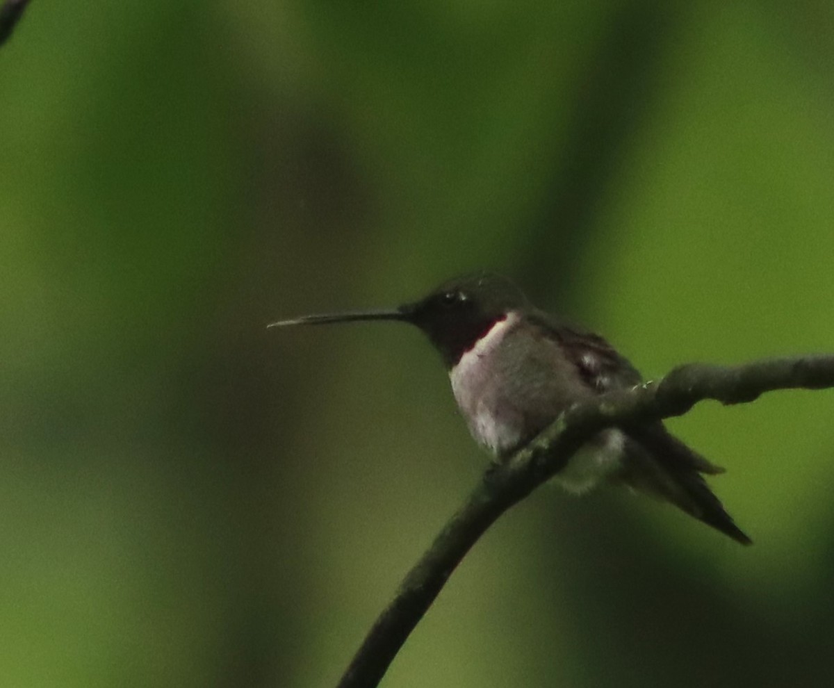 Ruby-throated Hummingbird - ML619125064