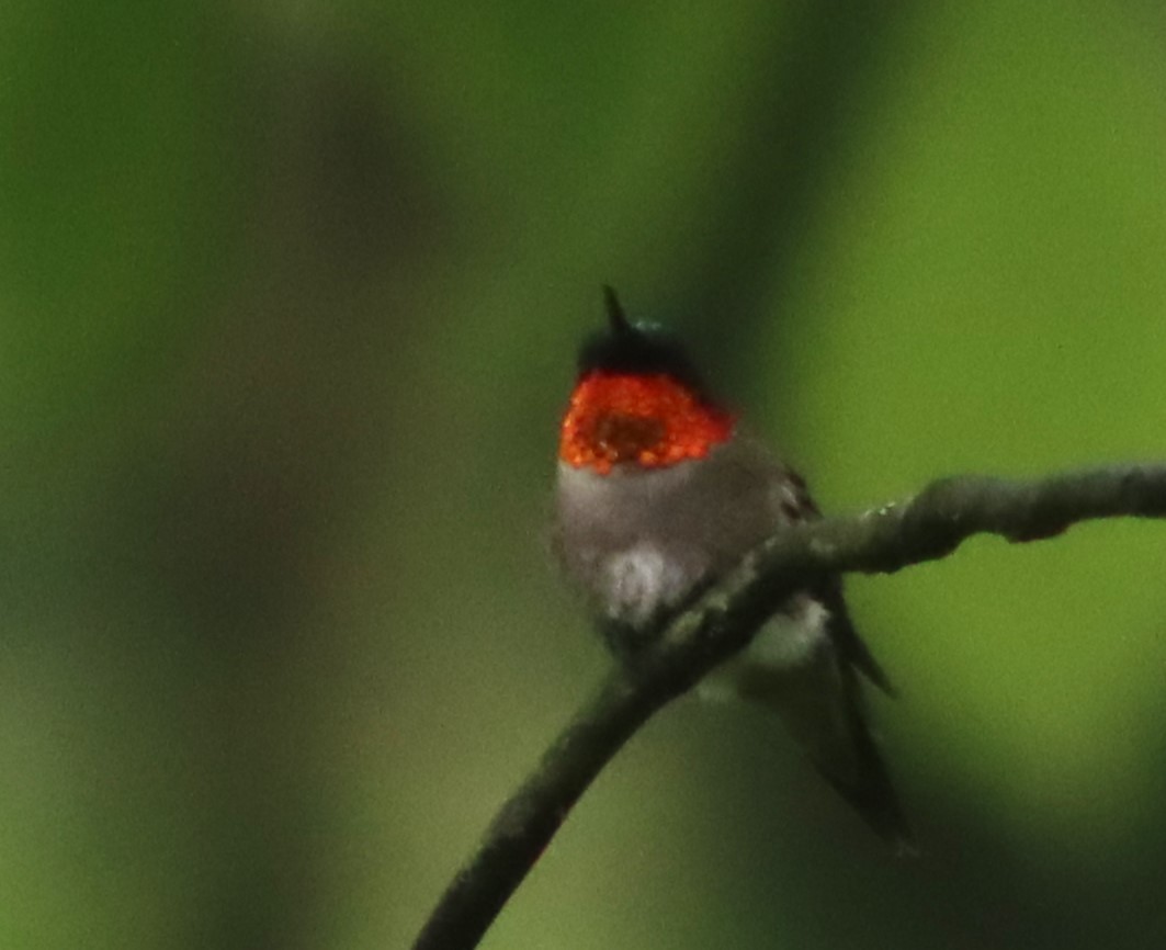 Рубиновогорлый колибри - ML619125067