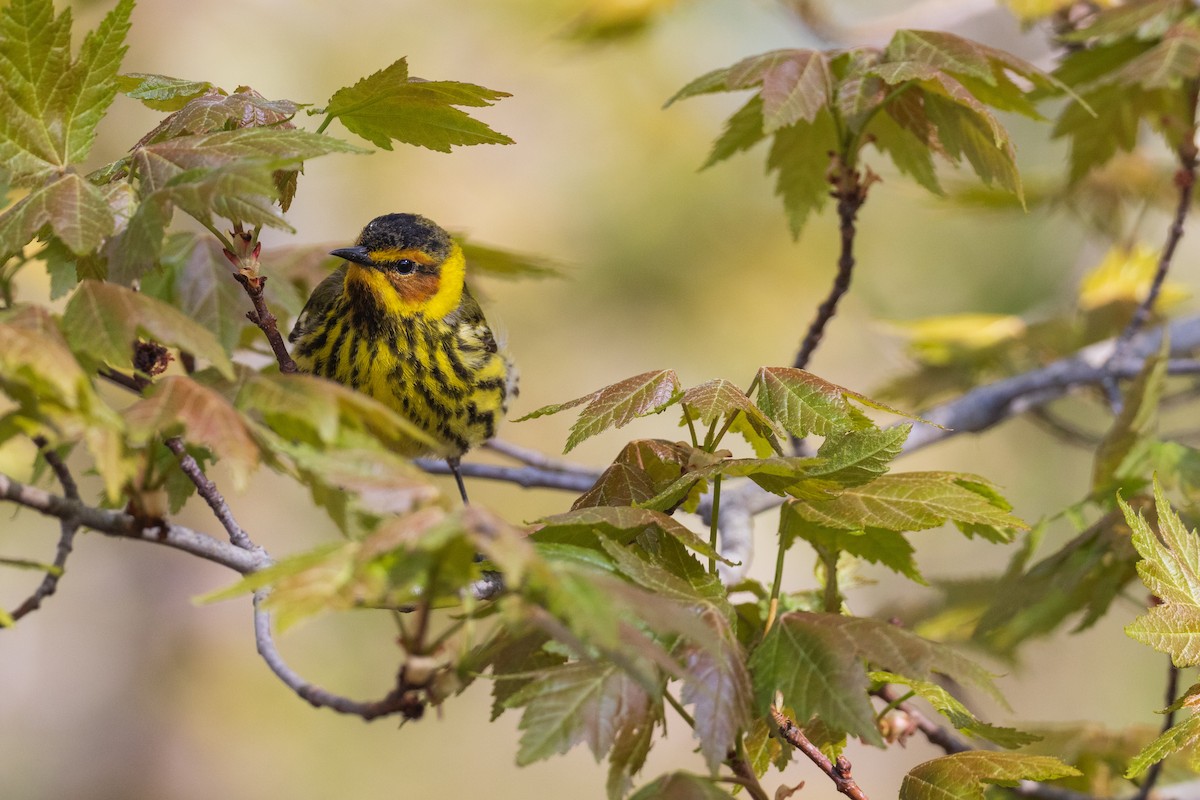 Cape May Warbler - ML619125076
