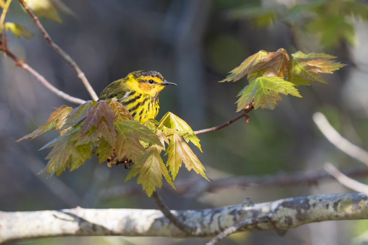 Cape May Warbler - ML619125077