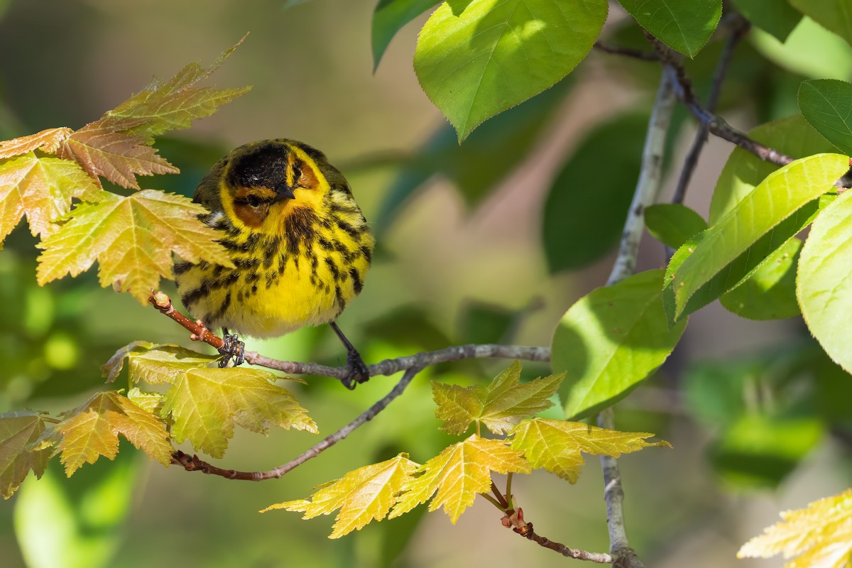 Cape May Warbler - ML619125078