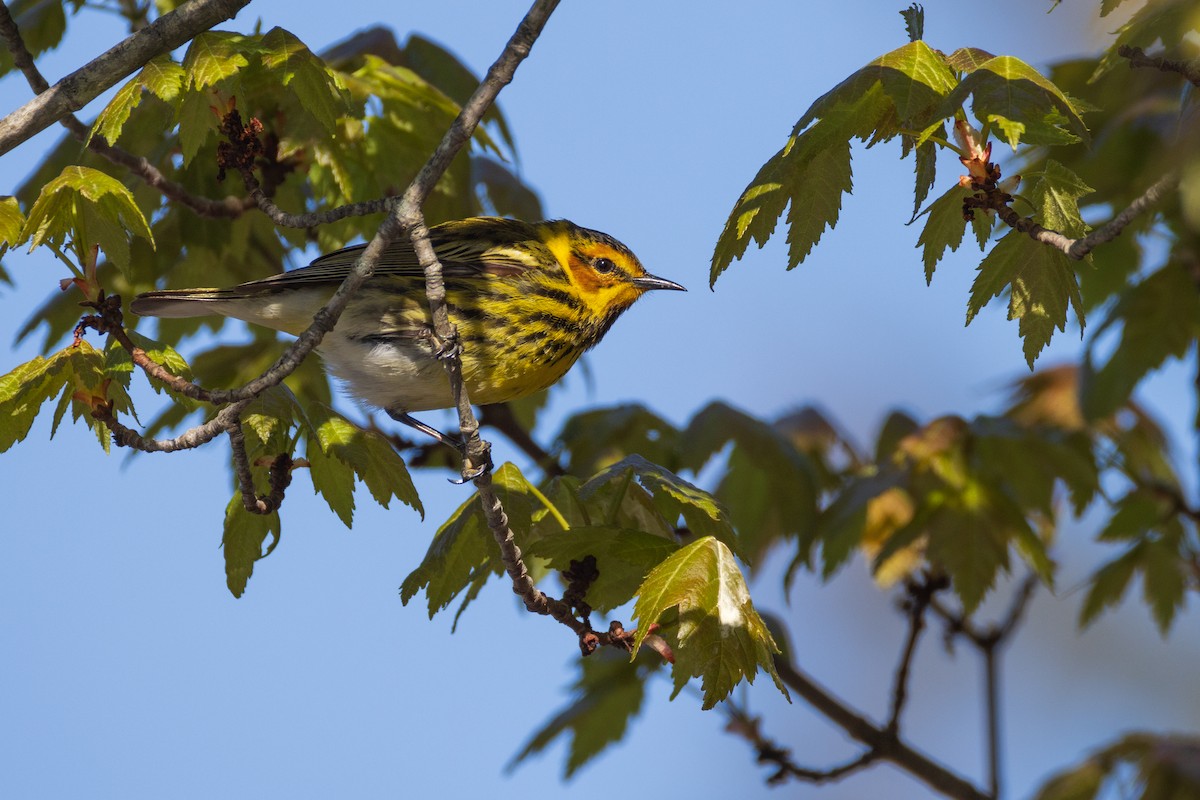 Cape May Warbler - ML619125079