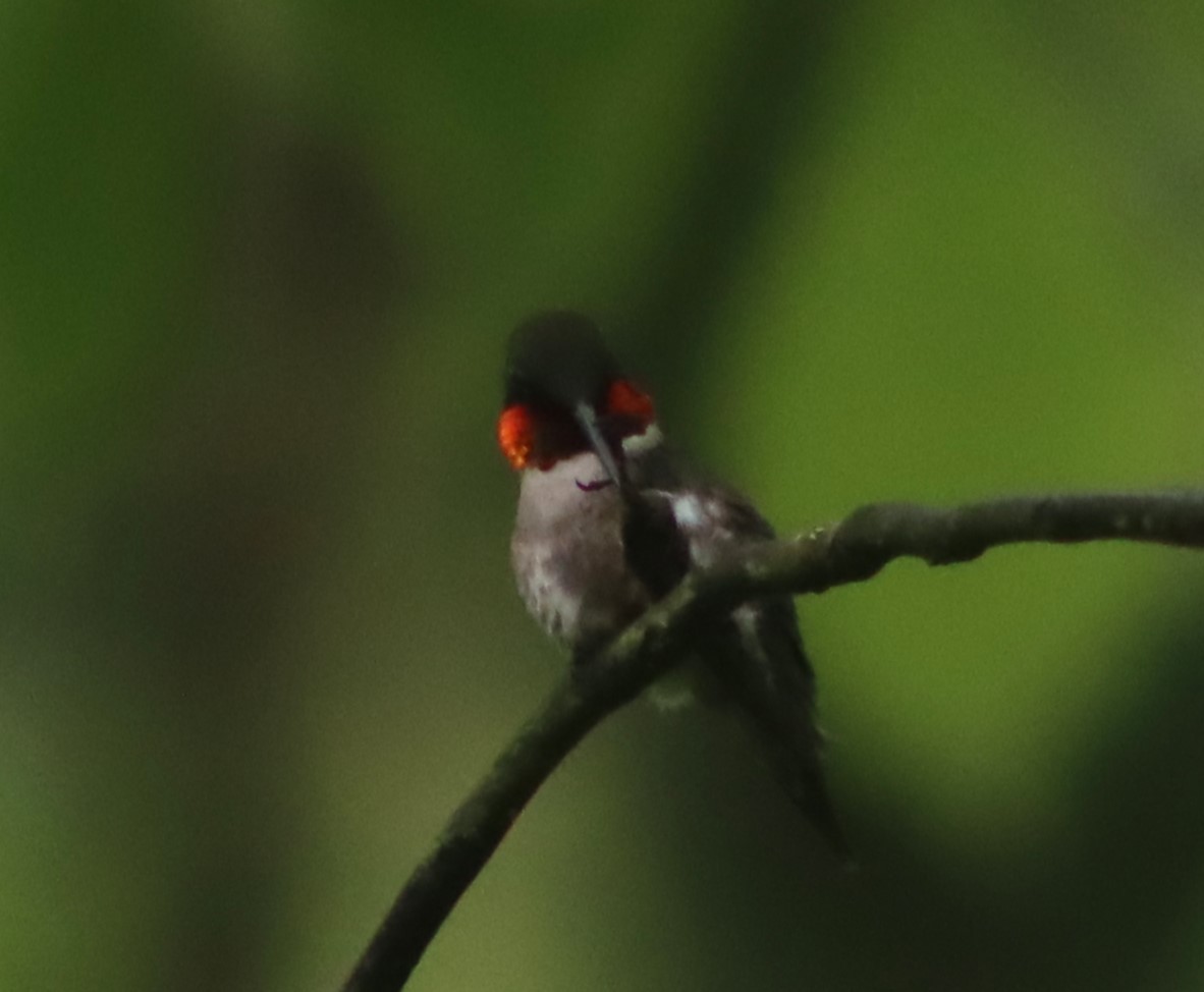 Ruby-throated Hummingbird - ML619125080