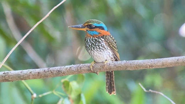 Spotted Kingfisher - ML619125081