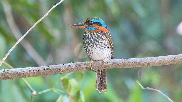 Spotted Kingfisher - ML619125091