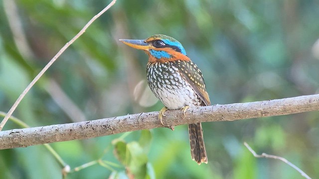 Spotted Kingfisher - ML619125092