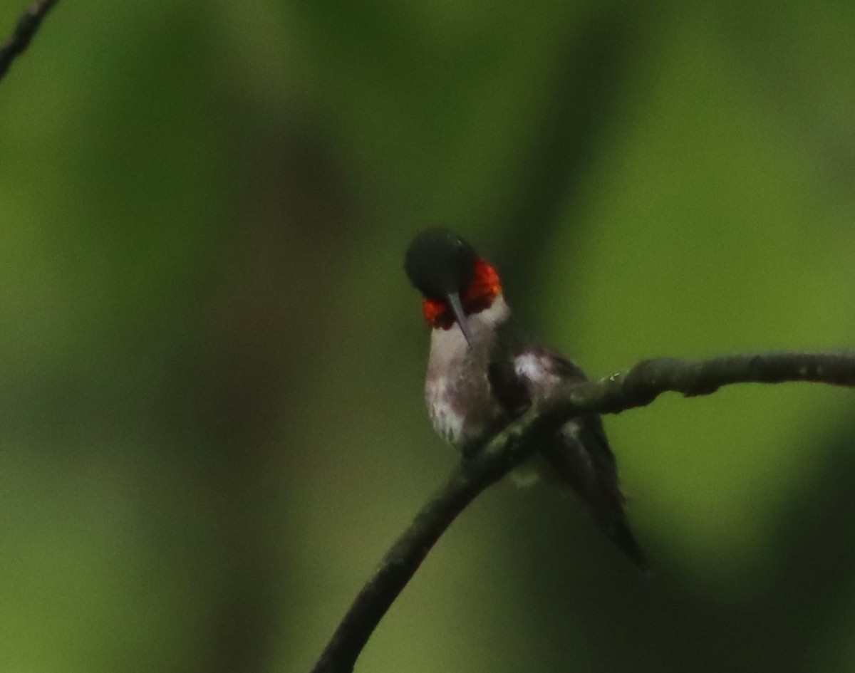 Ruby-throated Hummingbird - ML619125103