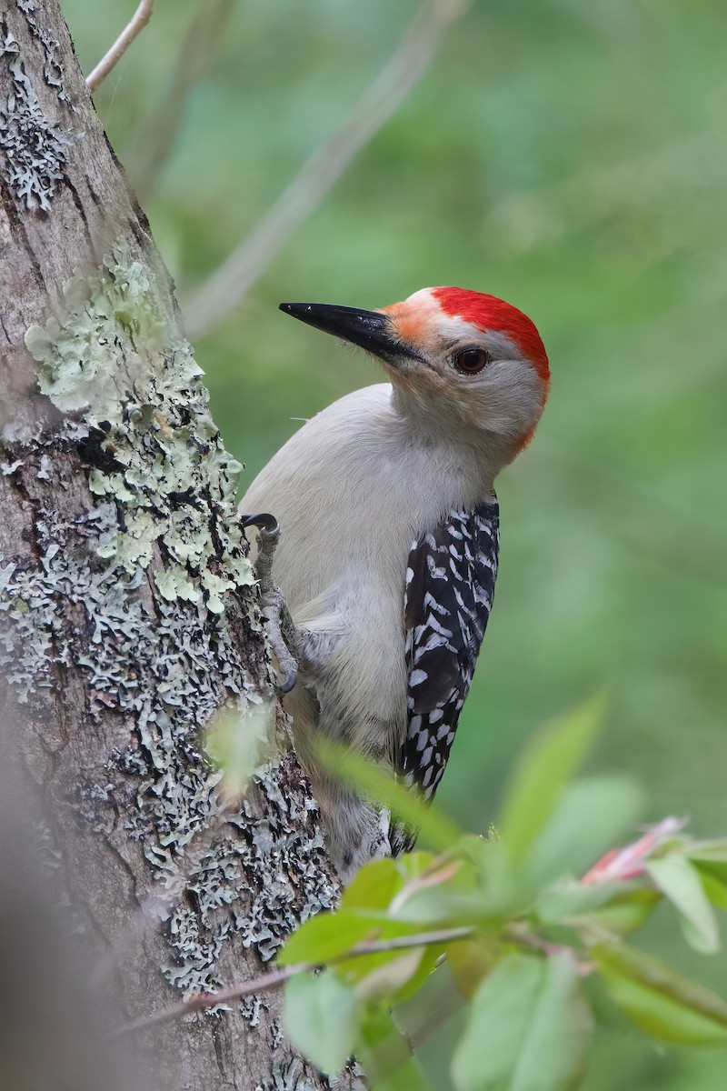 Red-bellied Woodpecker - ML619125106